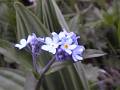 F12 myosotis seul de frederic ambrus numerique petit format 